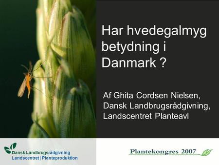 Har hvedegalmyg betydning i Danmark ?