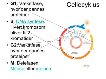 Cellecyklus G1: Vækstfase, hvor der dannes proteiner