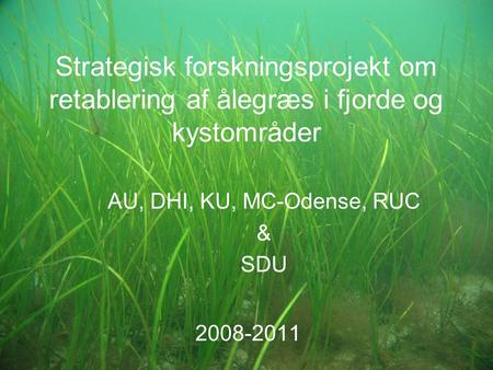 Strategisk forskningsprojekt om retablering af ålegræs i fjorde og kystområder AU, DHI, KU, MC-Odense, RUC & SDU 2008-2011.