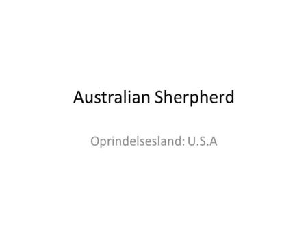 Australian Sherpherd Oprindelsesland: U.S.A.