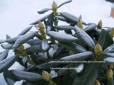 Her i Januar har frosten endnu fat i planterne.
