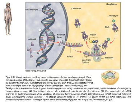 Cytoplasma Cellekerne DNA-molekyle Aminosyre tRNA Kvælstof-baser