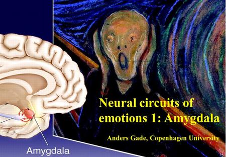Gade Neural circuits of emotions 1: Amygdala Anders Gade, Copenhagen University.