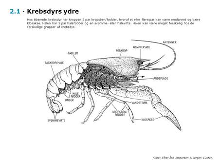 2.1 · Krebsdyrs ydre Hos tibenede krebsdyr har kroppen 5 par kropsben/fødder, hvoraf et eller flere par kan være omdannet og bære klosakse. Halen har 5.