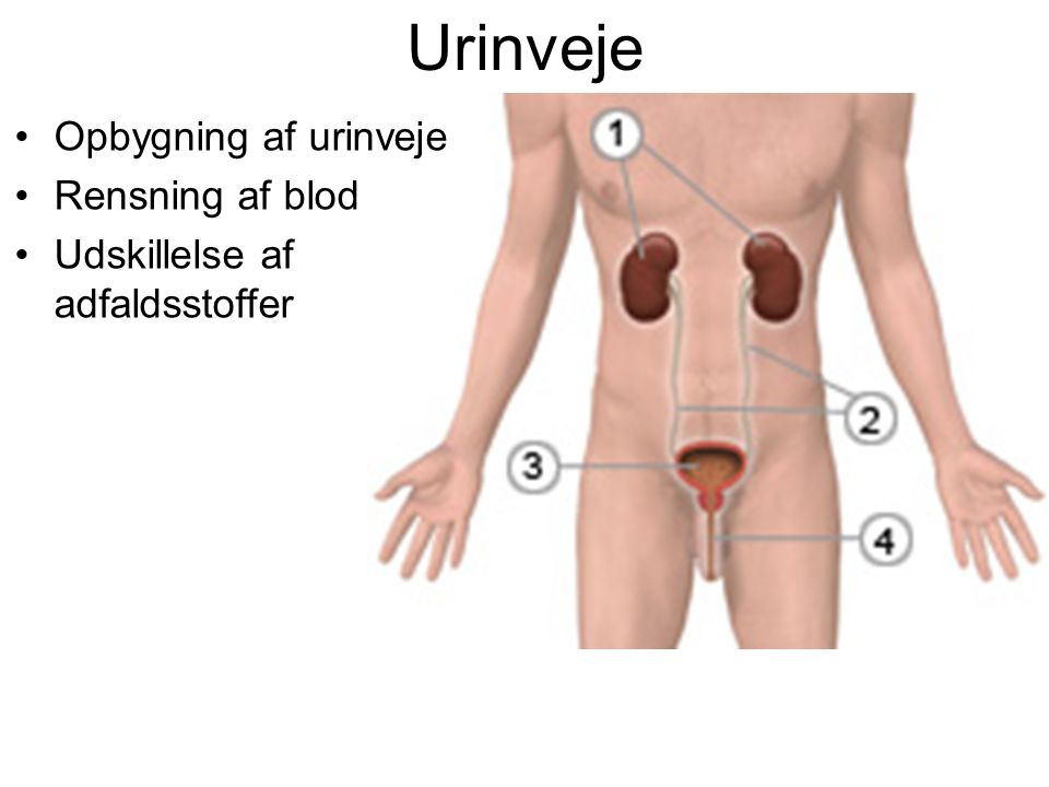Urinveje Opbygning af urinveje Rensning af blod
