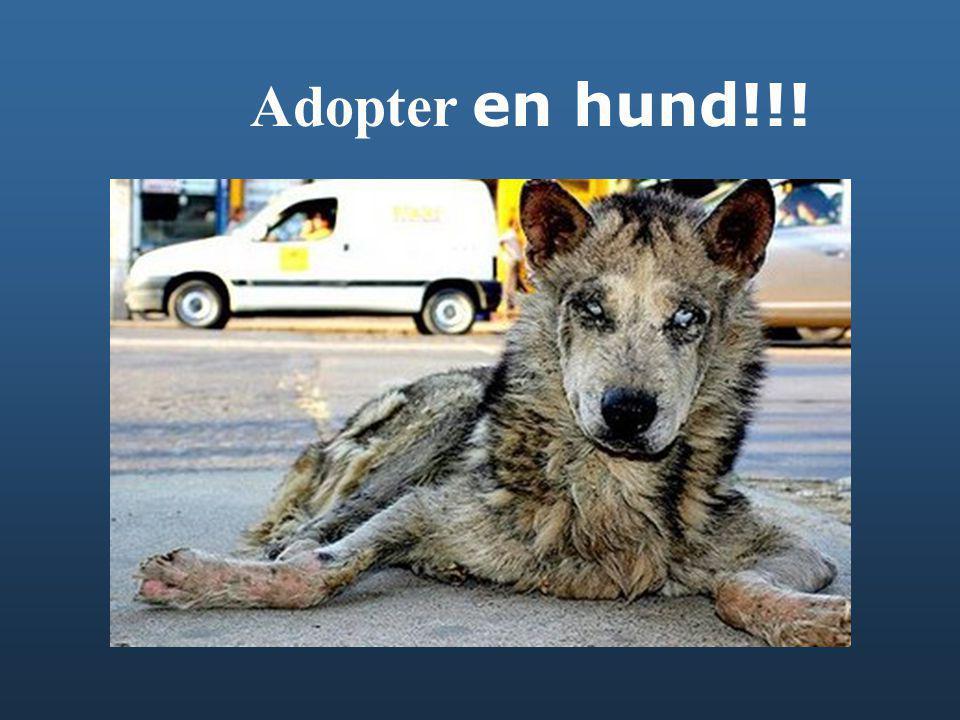 Adopter en hund!!!
