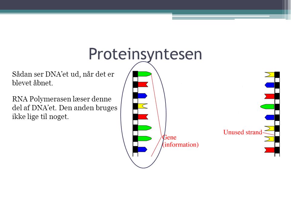 Proteinsyntesen Sådan ser DNA’et ud, når det er blevet åbnet.