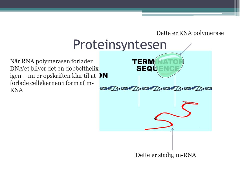 Proteinsyntesen Dette er RNA polymerase