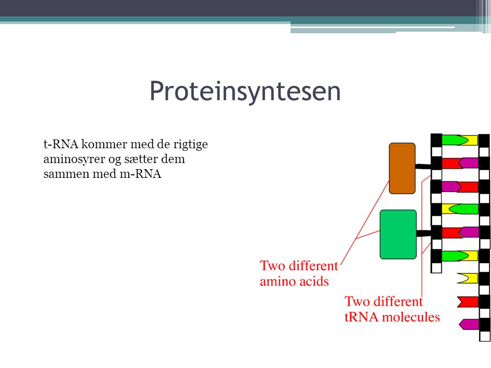 Proteinsyntesen t-RNA kommer med de rigtige aminosyrer og sætter dem sammen med m-RNA