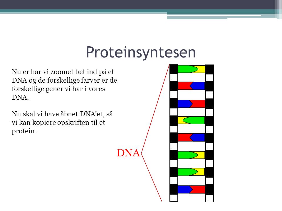 Proteinsyntesen Nu er har vi zoomet tæt ind på et DNA og de forskellige farver er de forskellige gener vi har i vores DNA.