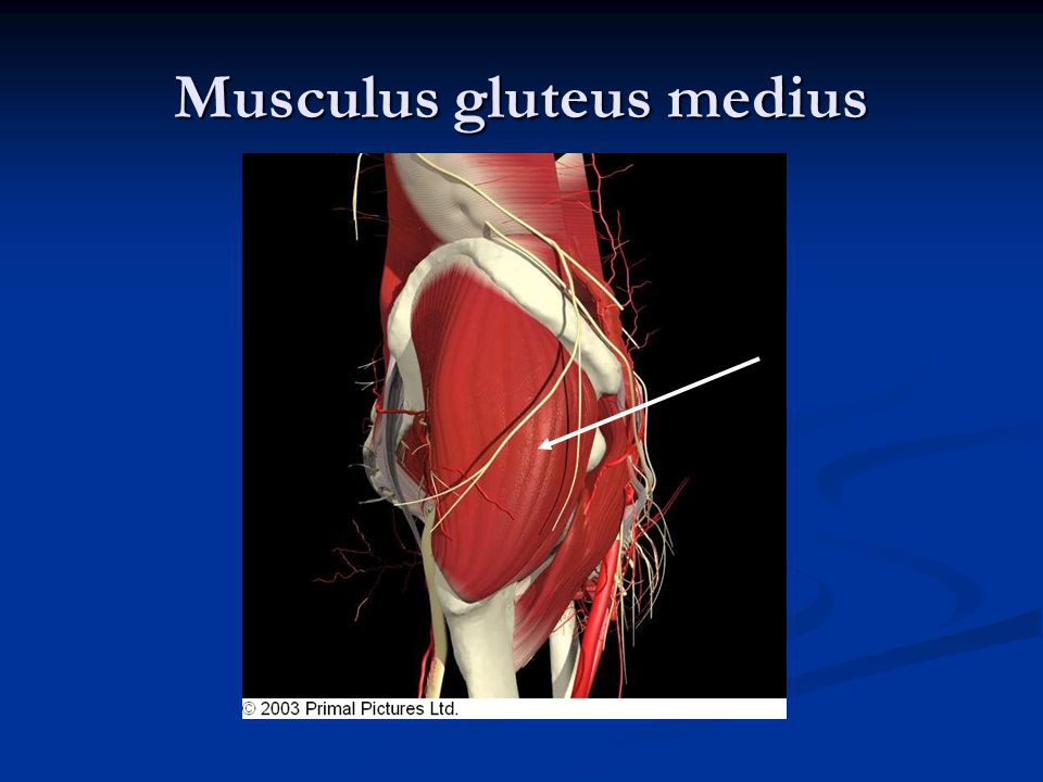 Musculus gluteus medius