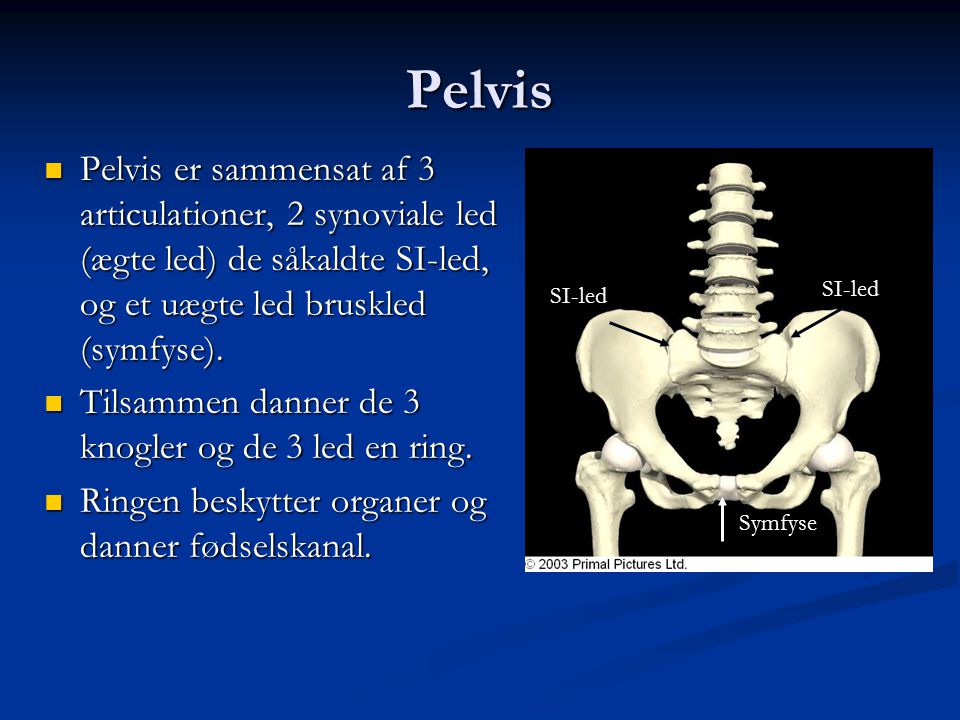 Pelvis Pelvis er sammensat af 3 articulationer, 2 synoviale led (ægte led) de såkaldte SI-led, og et uægte led bruskled (symfyse).