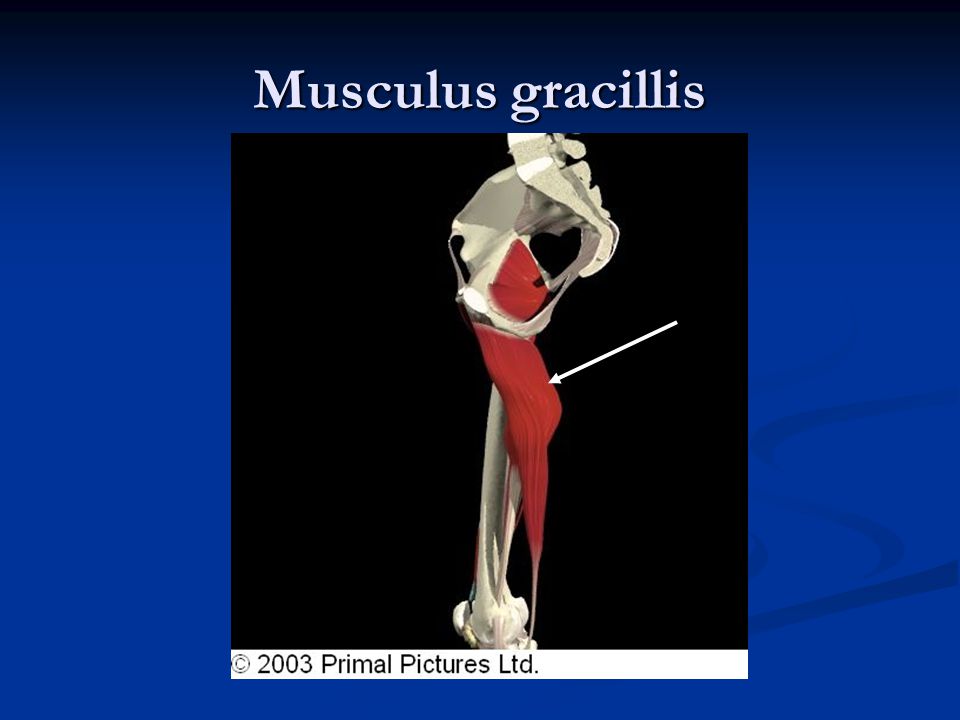 Musculus gracillis