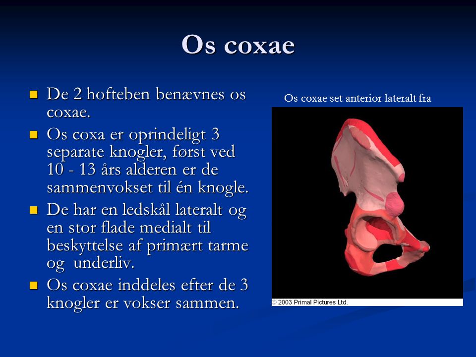 Os coxae De 2 hofteben benævnes os coxae.