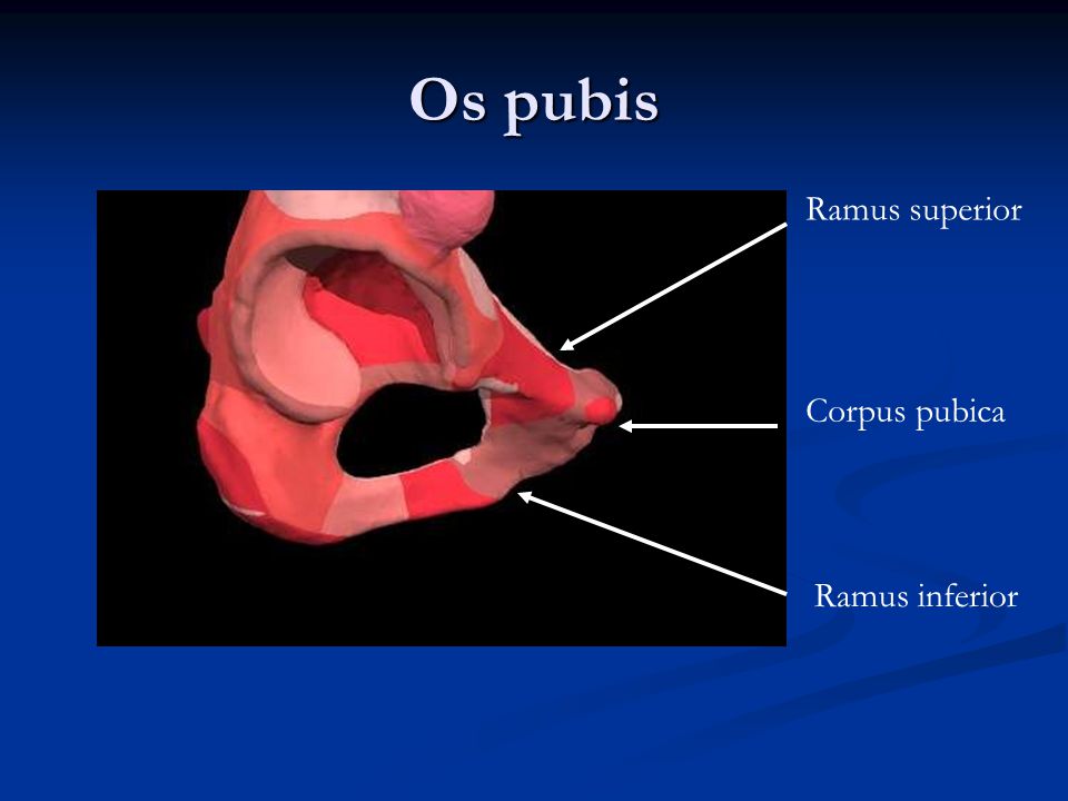 Os pubis Ramus superior Corpus pubica Ramus inferior