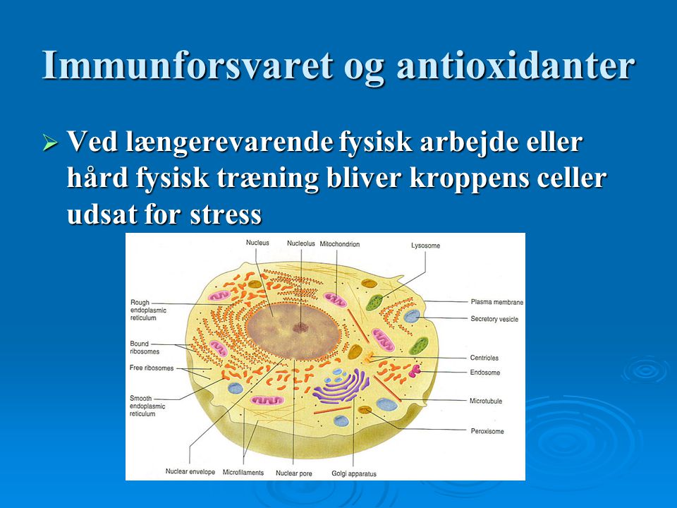 Immunforsvaret og antioxidanter