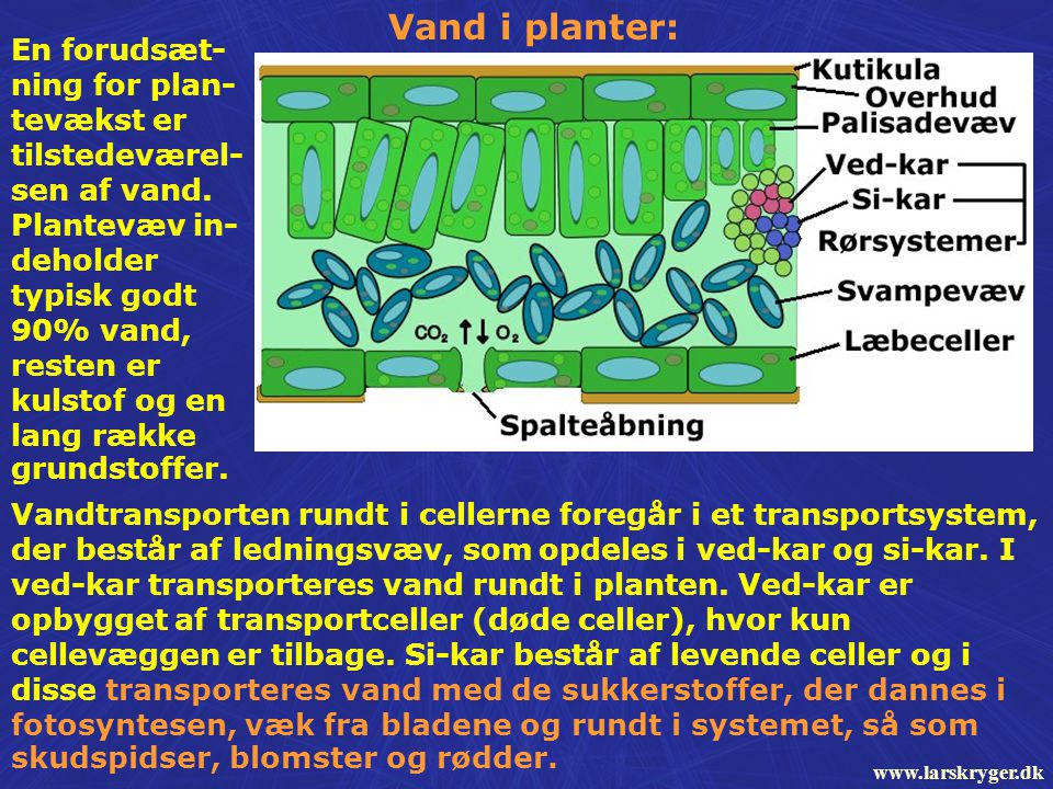 Vand i planter: