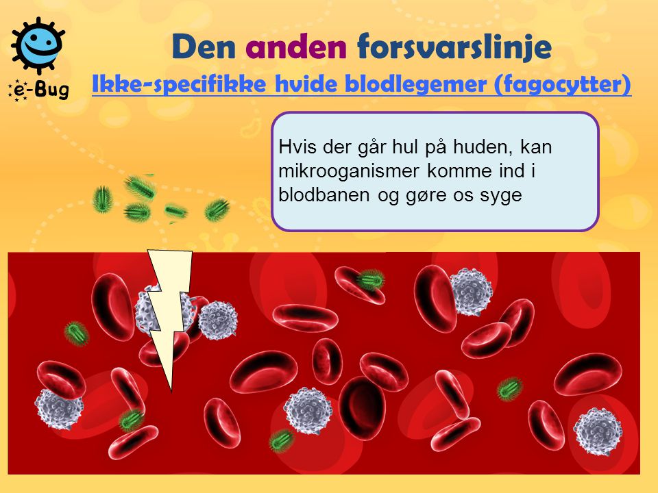 Den anden forsvarslinje Ikke-specifikke hvide blodlegemer (fagocytter)