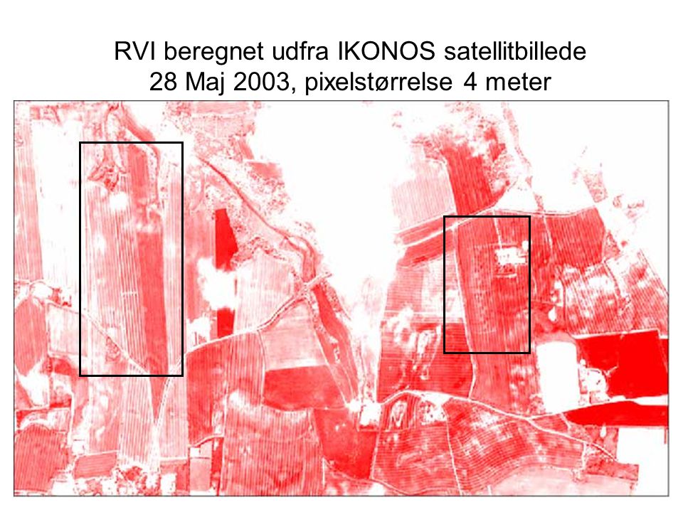 RVI beregnet udfra IKONOS satellitbillede 28 Maj 2003, pixelstørrelse 4 meter