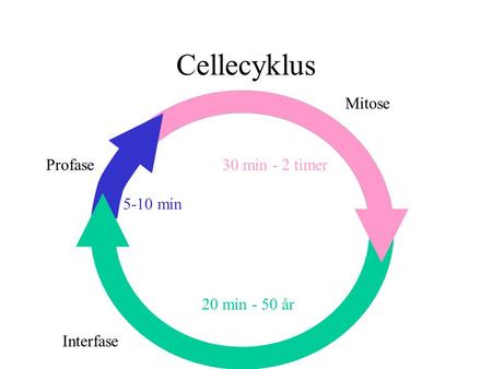 Cellecyklus Mitose Profase 30 min - 2 timer 5-10 min 20 min - 50 år