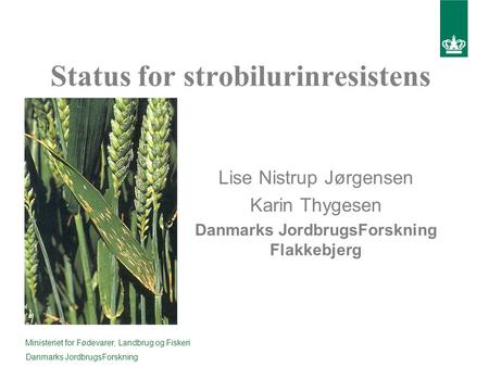 Status for strobilurinresistens Lise Nistrup Jørgensen Karin Thygesen Danmarks JordbrugsForskning Flakkebjerg Ministeriet for Fødevarer, Landbrug og Fiskeri.