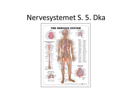 Nervesystemet S. 5. Dka.