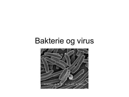 Bakterie og virus.