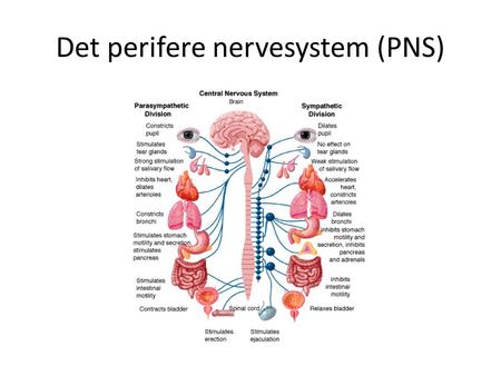 Det perifere nervesystem (PNS)
