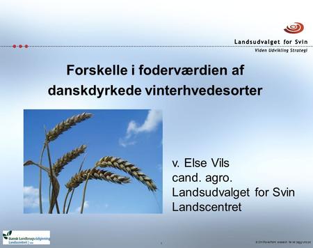 S:\OH\PowerPoint skabelon farvet baggrund.ppt 1 Forskelle i foderværdien af danskdyrkede vinterhvedesorter v. Else Vils cand. agro. Landsudvalget for Svin.
