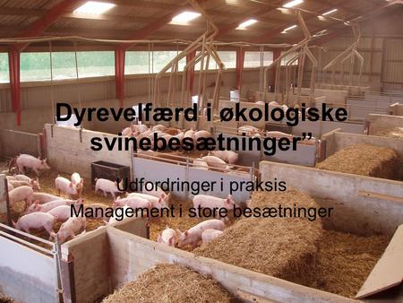 Dyrevelfærd i økologiske svinebesætninger”