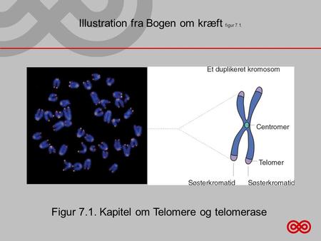 Illustration fra Bogen om kræft figur 7.1. Figur 7.1. Kapitel om Telomere og telomerase.
