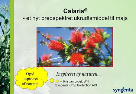 Calaris® - et nyt bredspektret ukrudtsmiddel til majs