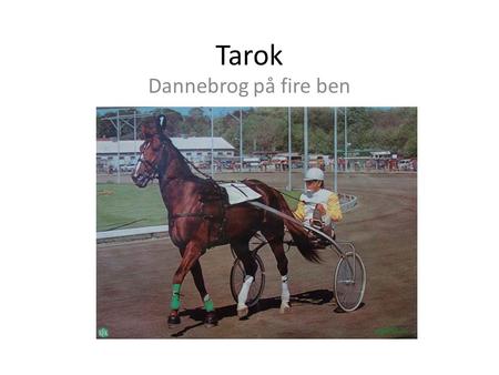 Tarok Dannebrog på fire ben. Hvem er Tarok? Tarok blev født i Stald Kima på Hagenshøj d. 18. februar 1972. Ret hurtigt opdagede familien Laursen Taroks.