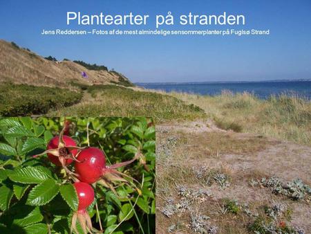 Plantearter på stranden Jens Reddersen – Fotos af de mest almindelige sensommerplanter på Fuglsø Strand.