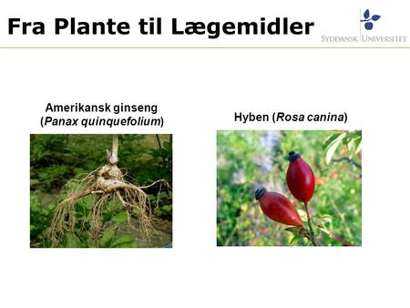Fra Plante til Lægemidler (Panax quinquefolium)