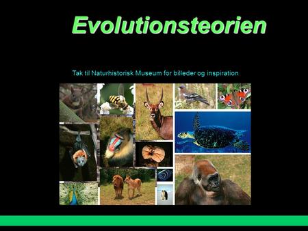 Evolutionsteorien Tak til Naturhistorisk Museum for billeder og inspiration Charles Darwins evolutionsteori ”Survival of the fittest” (”den bedst egnede.
