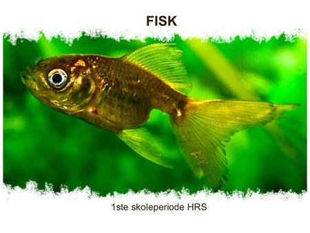 FISK 1ste skoleperiode HRS.