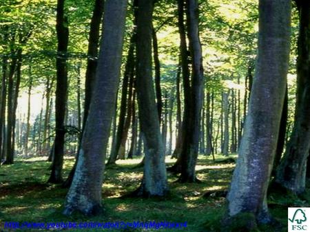 HVAD ER FSC? Hvem? Forestry Stewardship Council (FSC) er en global organisation til fremme af ansvarlig skovdrift.