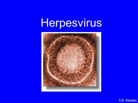 Herpesvirus S.R. Paludan.
