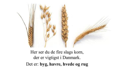 Her ser du de fire slags korn, der er vigtigst i Danmark.
