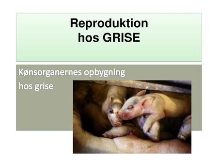 Reproduktion hos GRISE
