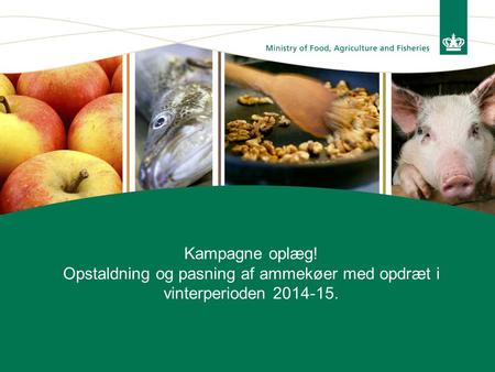 Kampagne oplæg! Opstaldning og pasning af ammekøer med opdræt i vinterperioden 2014-15.