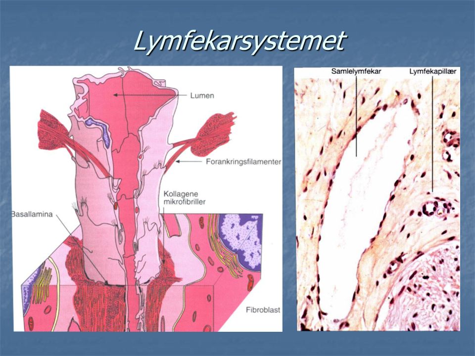 Lymfekarsystemet