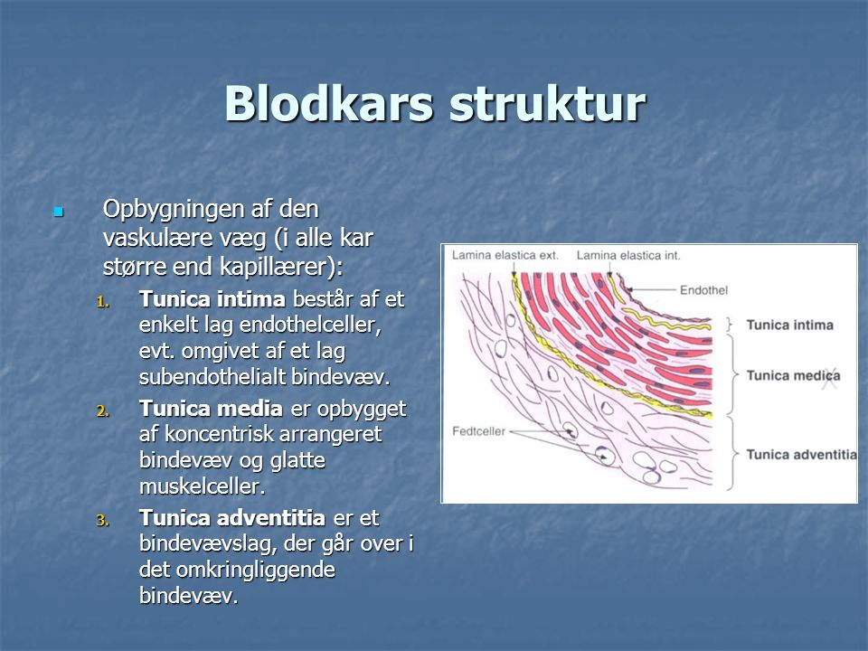 Blodkars struktur Opbygningen af den vaskulære væg (i alle kar større end kapillærer):