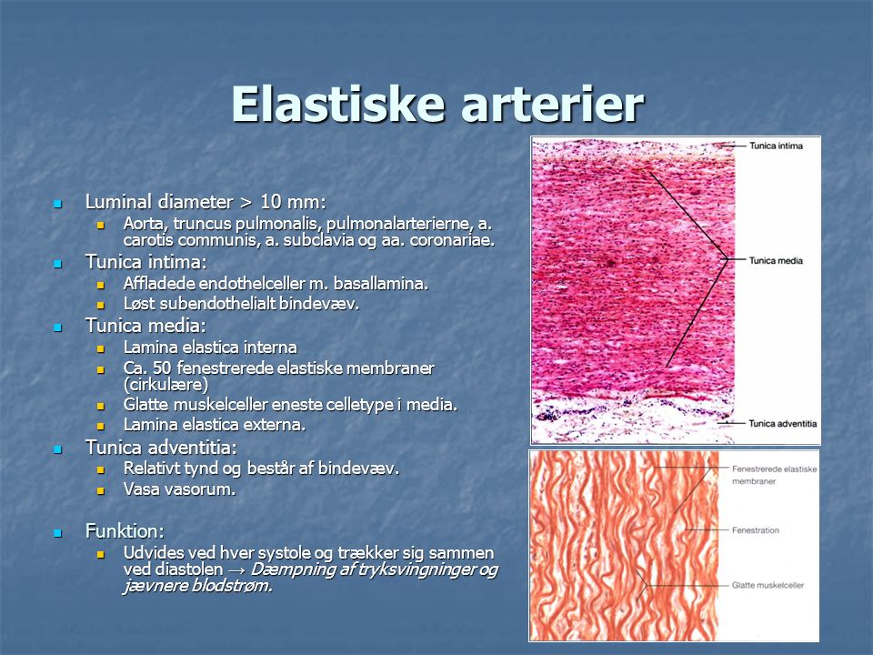 Elastiske arterier Luminal diameter > 10 mm: Tunica intima: