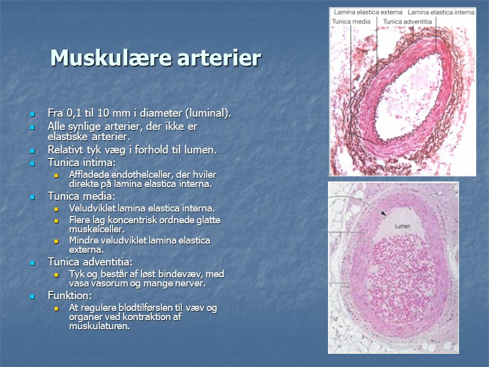 Muskulære arterier Fra 0,1 til 10 mm i diameter (luminal).