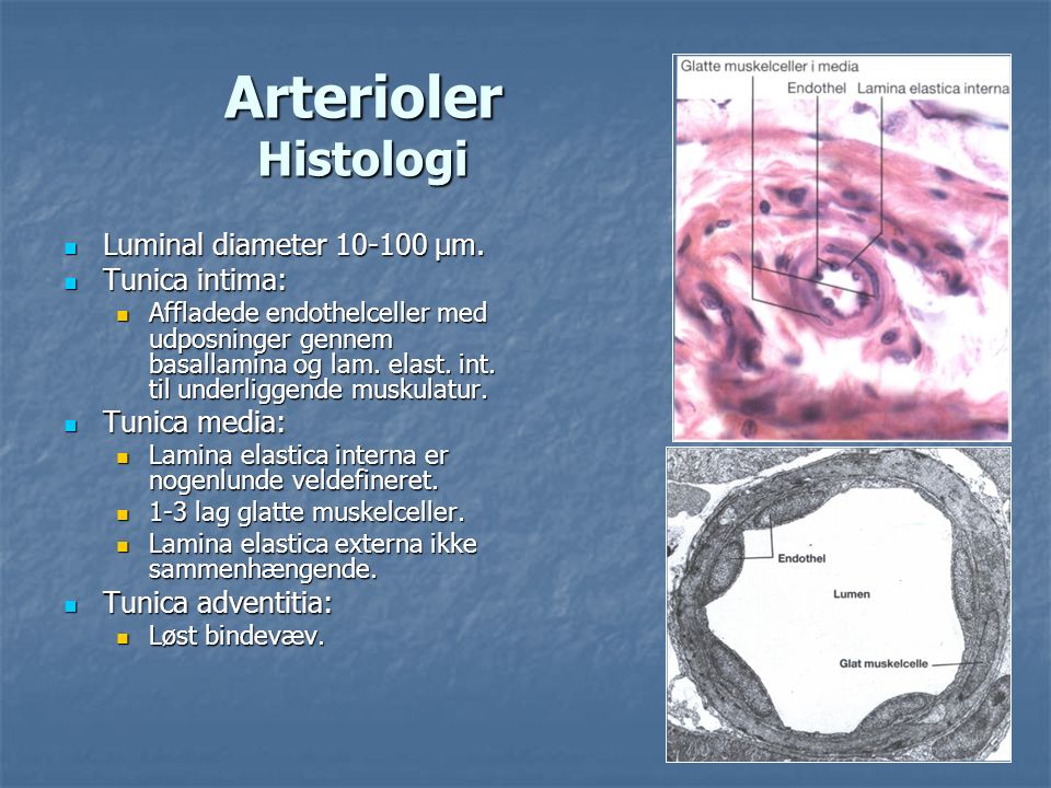Arterioler Histologi Luminal diameter µm. Tunica intima: