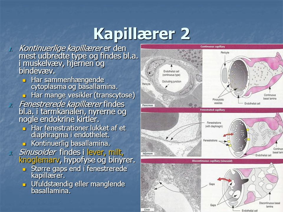 Kapillærer 2 Kontinuerlige kapillærer er den mest udbredte type og findes bl.a. i muskelvæv, hjernen og bindevæv.