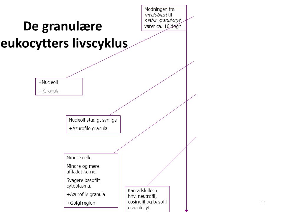De granulære leukocytters livscyklus