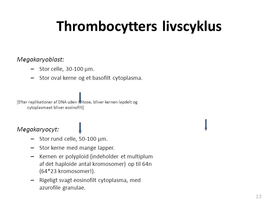 Thrombocytters livscyklus